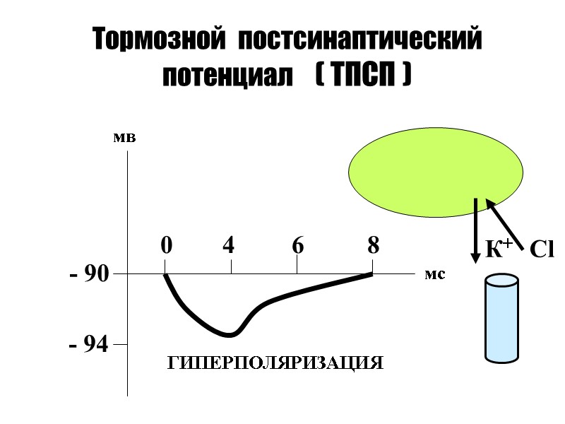 Тормозной  постсинаптический потенциал    ( ТПСП ) - 90  -